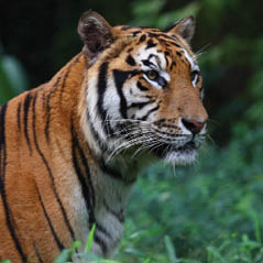 Smithsonian National Zoological Park