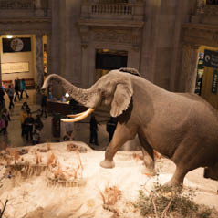 Smithsonian Natural History Museum