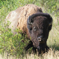 bison