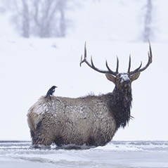 Elk Snow Yellowstone 76612842 FotoliaRF