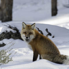 Fox LamarValleyYellowstone 49888698 FotoliaRF