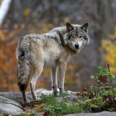 gray wolf
