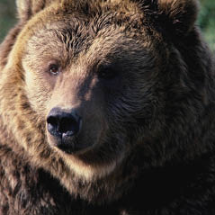 GrizzlyBear WST0045B CorbisRF 1037
