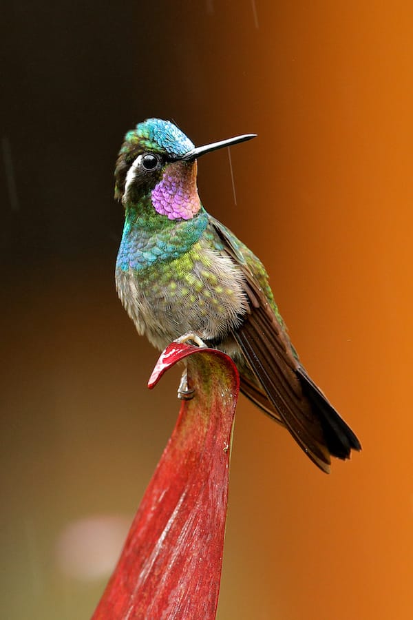 costa rica hummingbird