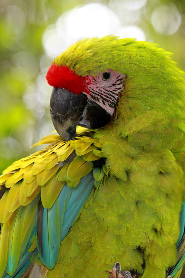 costa rica parrot