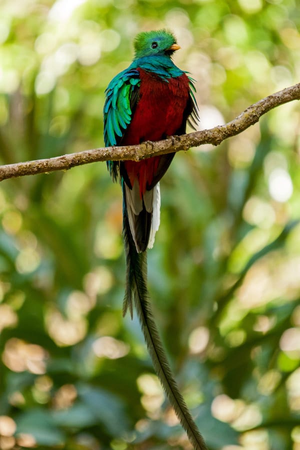 costa rica quetzal