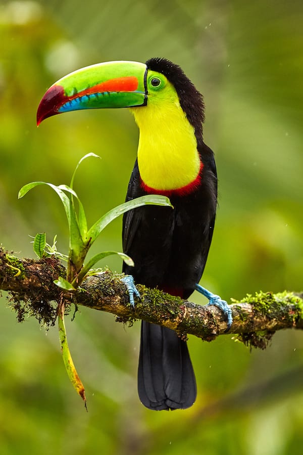 costa rica toucan