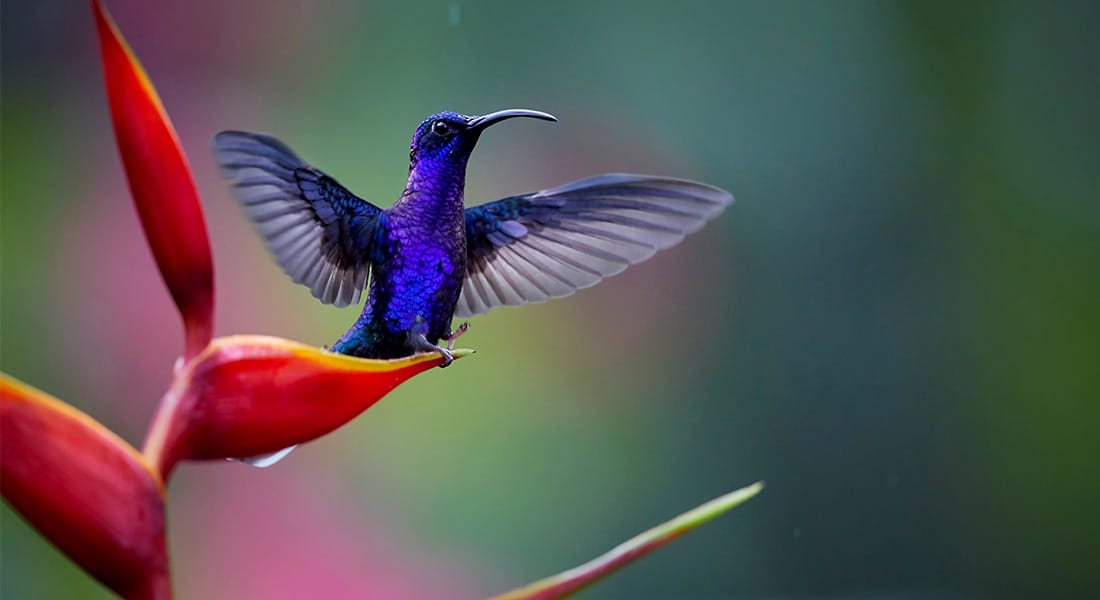 the beautiful birds of costa rica