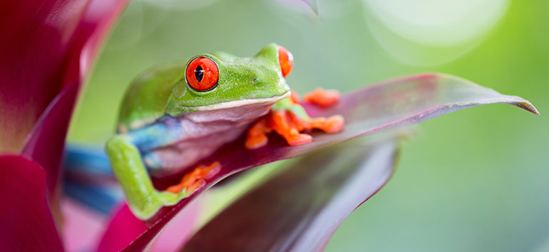 frog