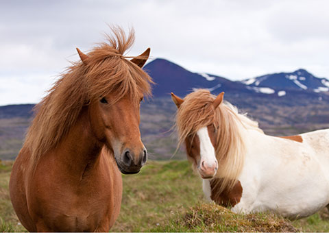 Icelandic Horses - Collette