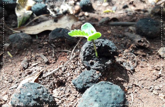 sow seed