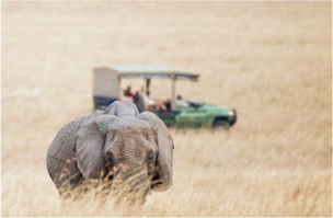 plains of africa