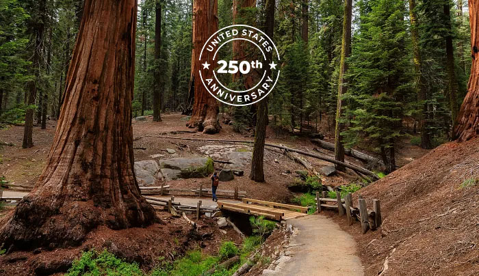 Giant sequoia forest in Sequoia National Park, California, USA