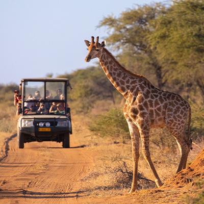 Safari Car coming down dirt road towards giraffe