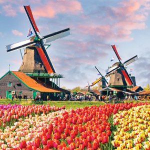springtuliprcdutch aarp