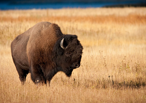 Bison