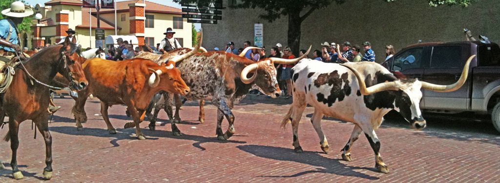 CattleDrive hero