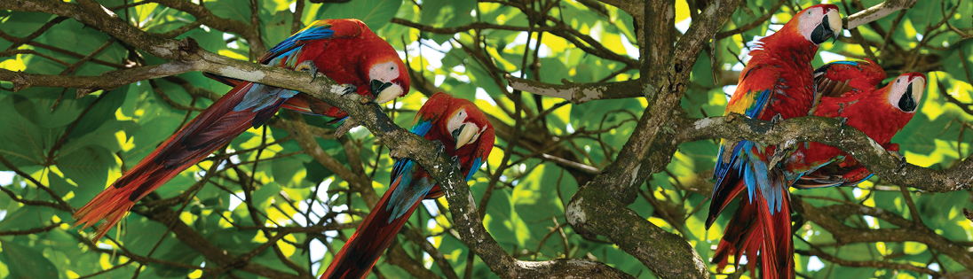 Tropical Costa Rica Pre Ext D2 San Jose Tortuguero National Park