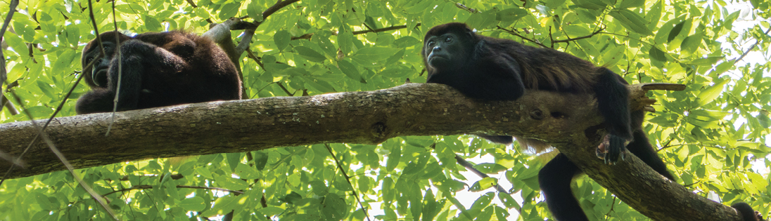 Tropical Costa Rica Pre Ext D3 Tortuguero National Park