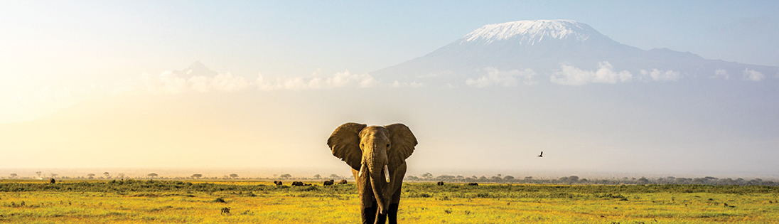 african safari kenya