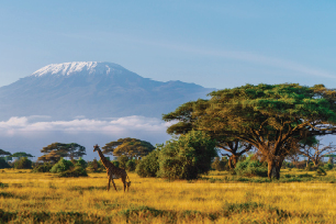 TS670 African Safari Kenya Tanzania TourCard