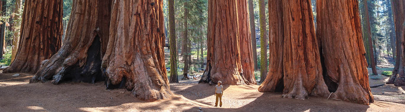 TS Sequoia Kings CanyonNP Hero