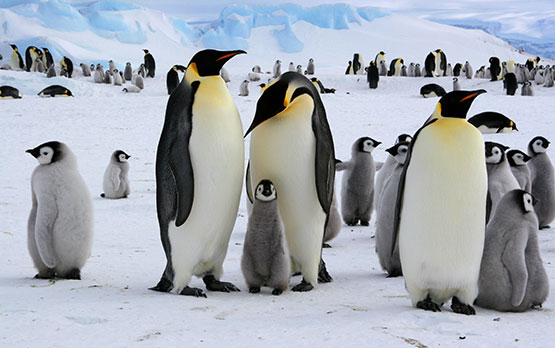 Antarcticathumb4