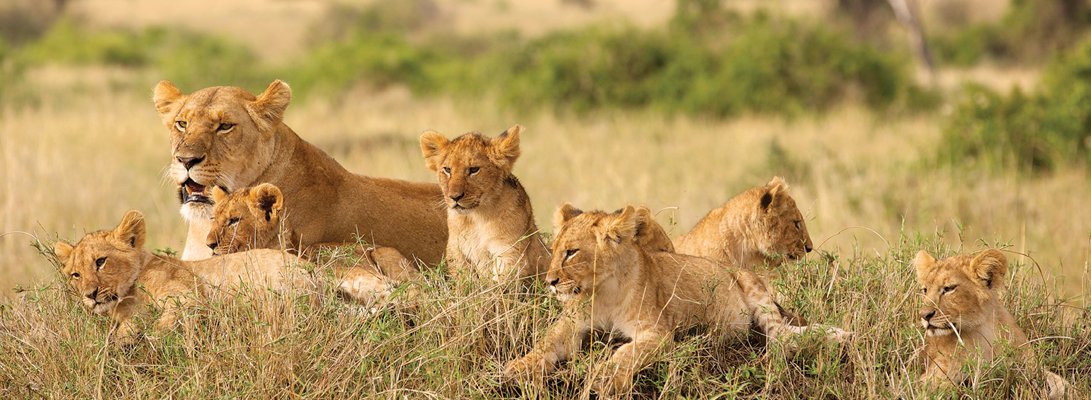 Treasures of Africa