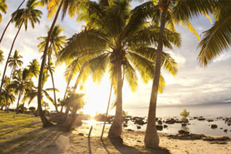 fiji search 1