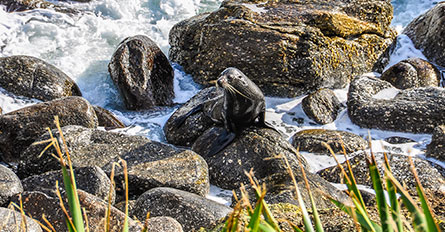 Australia New Zealand Explorations Day7 Nelson Cape Foulwind Seal Colony