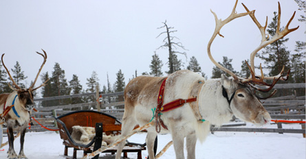 TheNorthernLightsOfFinland Day5 Kakslauttanen SantaClausHome ReindeerSafari Northern ights