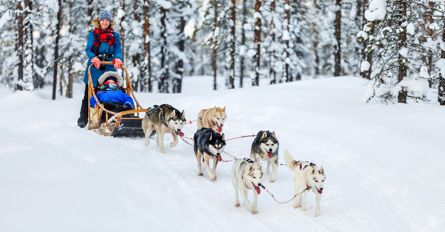 TheNorthernLightsOfFinland Day6 Kakslauttanen HuskySafari NorthernLightsSearch