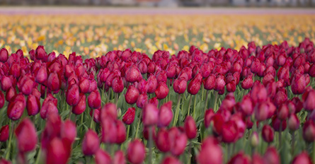 Visit the Floriade Tulip Festival while Touring the Netherlands 