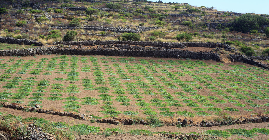 SicilyAndItsIsles Day10 CaperFarm