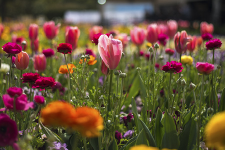 SpringtimeTulipRC AltFloriade search