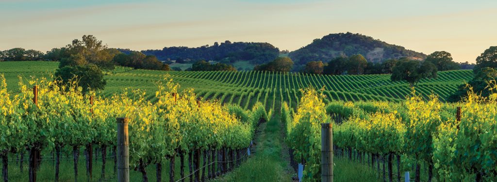 https://i.gocollette.com/tour-media-manager/tours/north-america/usa/353/packages/master-package/top-carousel/treasuresnortherncalifornia_hero1_sonomavineyardmw=1024.jpg