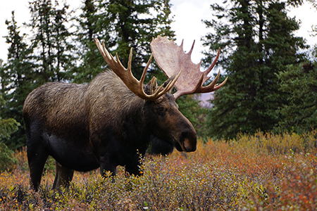 AlaskaAmericasLastFrontier Search